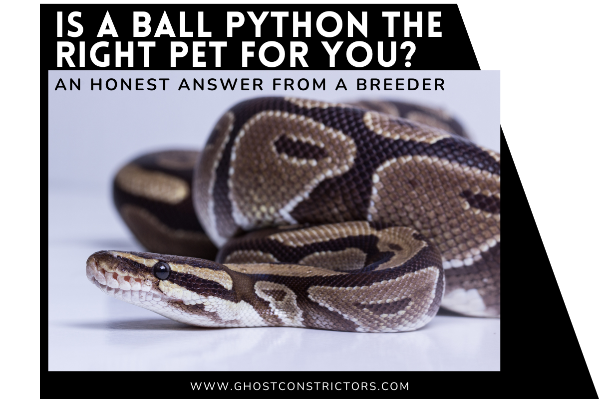 Illustration of Best Feeding Schedule For Hibernating Ball Pythons