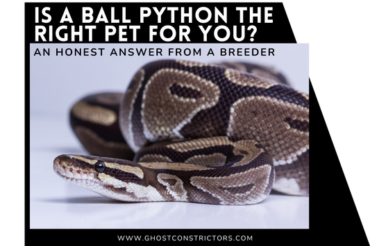 Is a Ball Python the Right Pet for You? An Honest  Answer From a Breeder