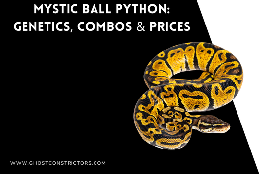 Mystic Ball Python: Genetics, Combos & Prices