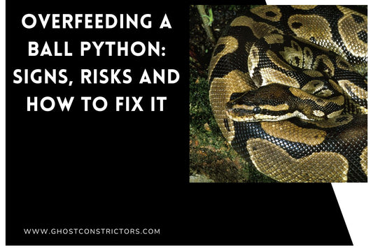 Overfeeding a Ball Python: Signs, Risks and How to Fix It