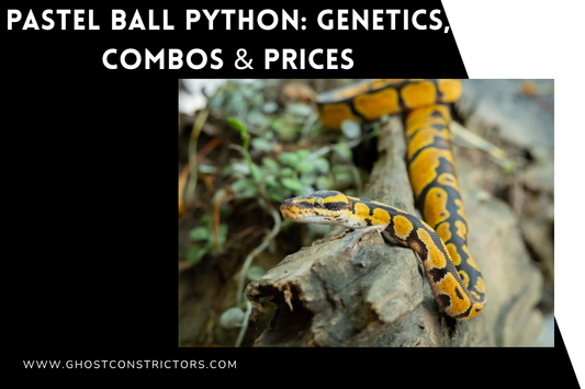 Pastel Ball Python: Genetics, Combos & Prices