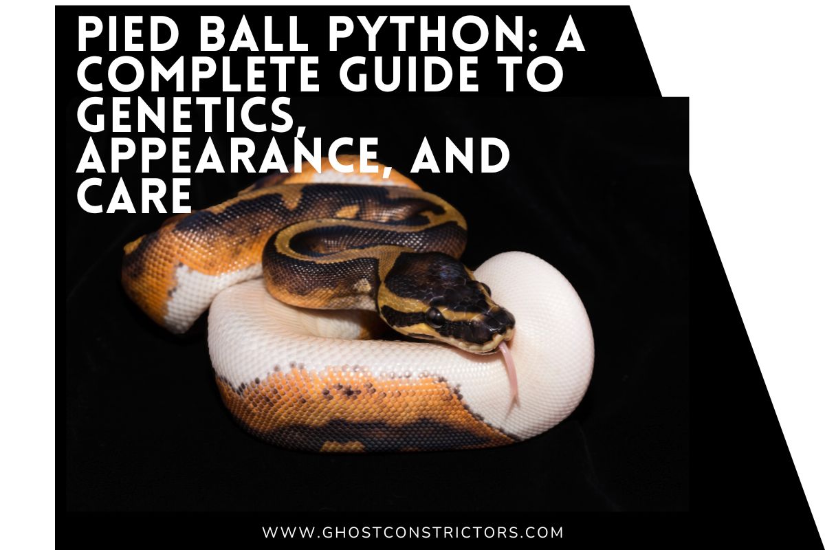 Homework For Python Beginner Ball Python Morphs: The Complete Guide Beginner to Rare – Ghost ...