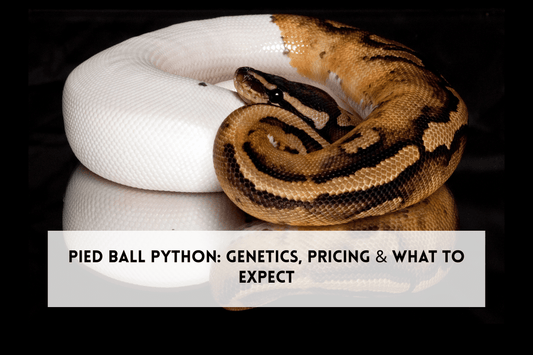 Pied Ball Python: Genetics, Pricing & What to Expect