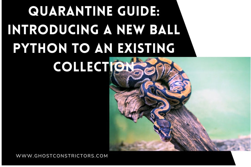 How Much Does a Ball Python Cost? Full 2026 Price Breakdown – Ghost ...