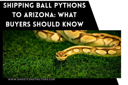 Shipping Ball Pythons to Arizona: What Buyers Should Know