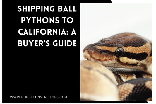 Shipping Ball Pythons to California: A Buyer's Guide
