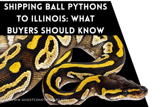 Shipping Ball Pythons to Illinois: What Buyers Should Know