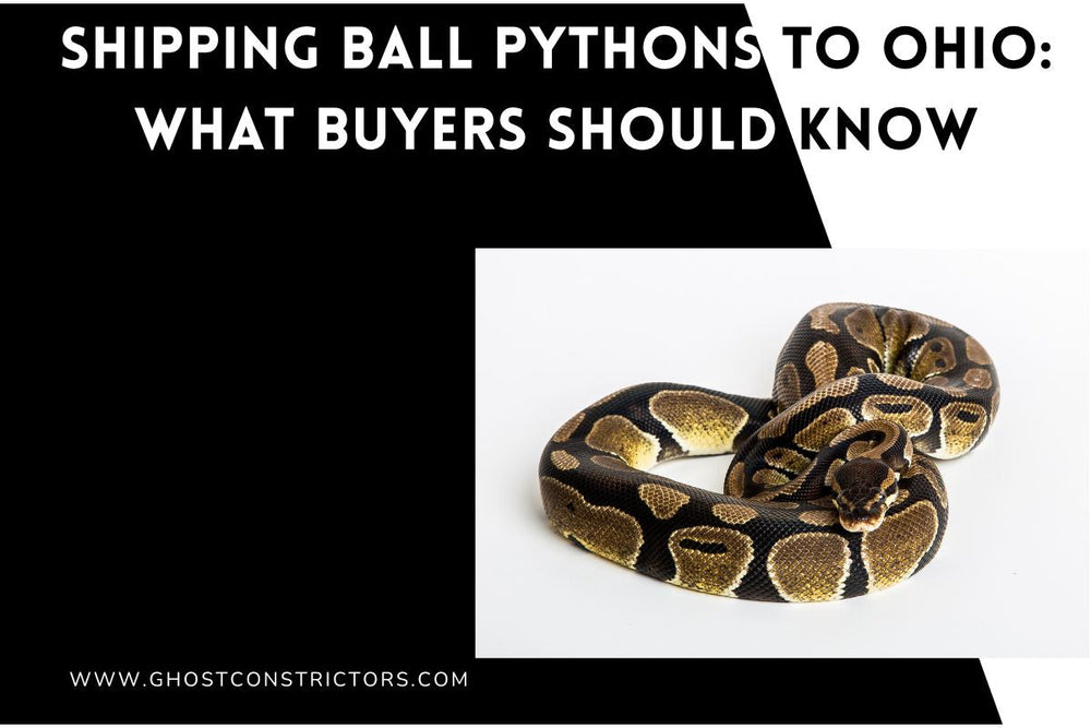 Compators Pythonn How Much Does a Ball Python Cost? Full 2026 Price Breakdown – Ghost ...