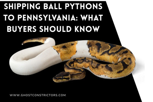 Shipping Ball Pythons to Pennsylvania: What Buyers Should Know