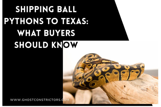 Shipping Ball Pythons to Texas: What Buyers Should Know