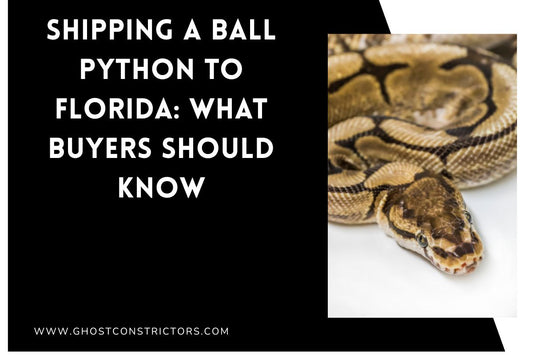 Shipping a Ball Python to Florida: What Buyers Should Know