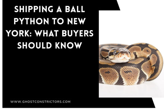 Shipping a Ball Python to New York: What Buyers Should Know