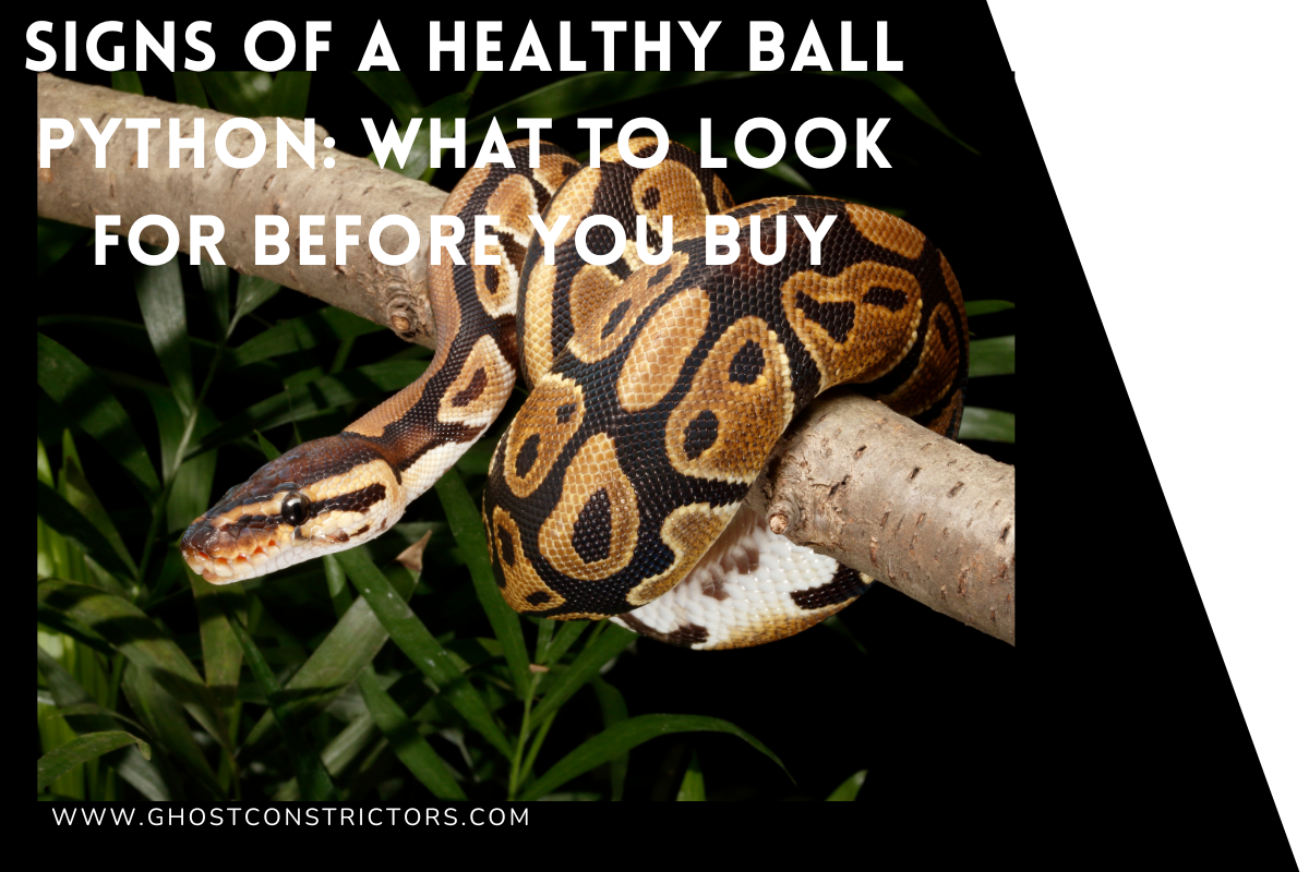 Signs of a Healthy Ball Python: What to Look For Before You Buy