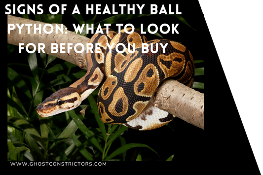 Signs of a Healthy Ball Python: What to Look For Before You Buy