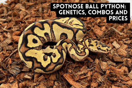 Spotnose Ball Python: Genetics, Combos and Prices
