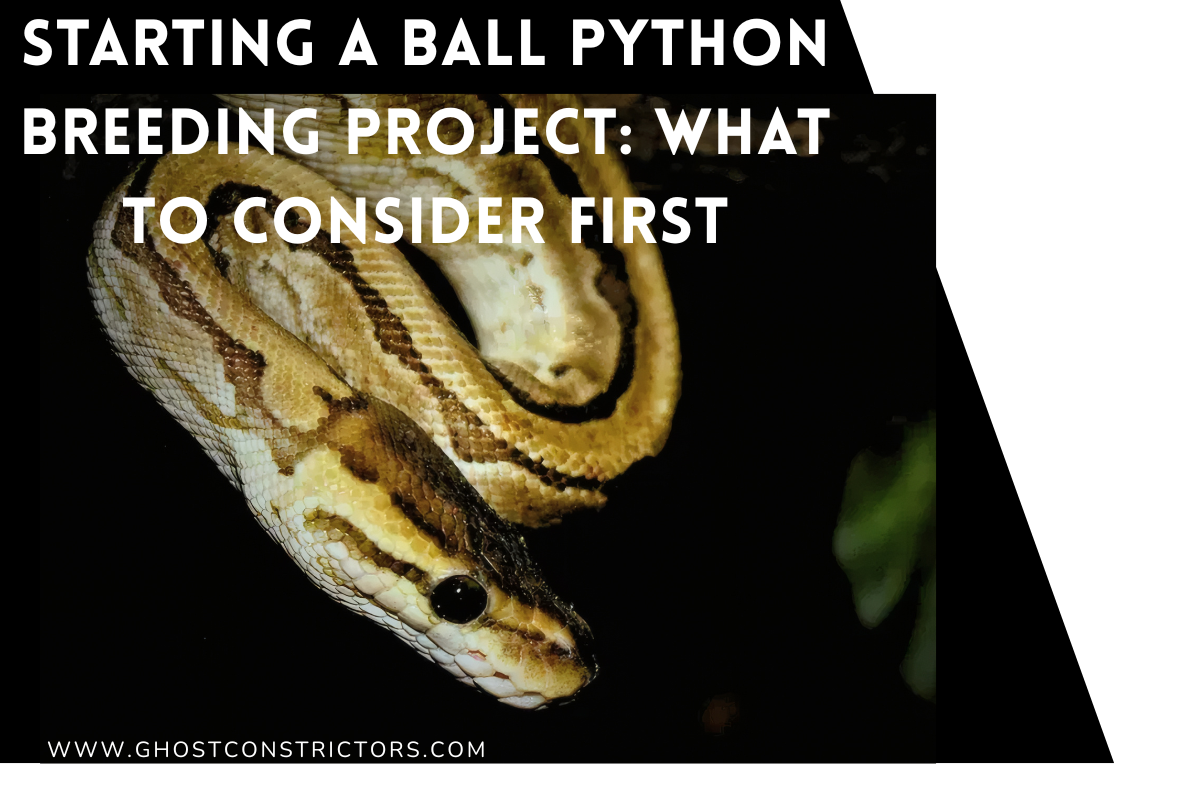 Starting a Ball Python Breeding Project: What to Consider First