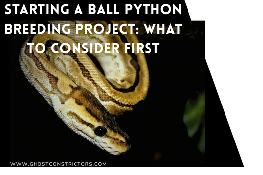 Starting a Ball Python Breeding Project: What to Consider First