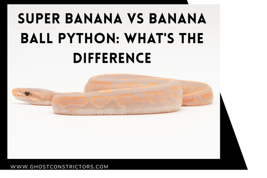 Super Banana vs Banana Ball Python: What's the Difference