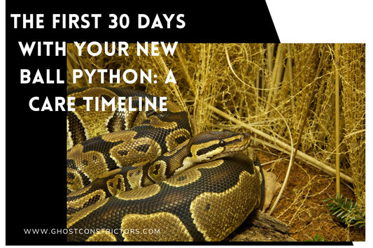 The First 30 Days With Your New Ball Python: A Care Timeline