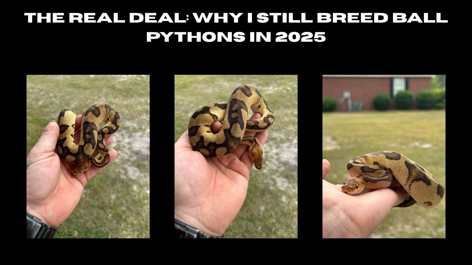 Ball Python Feeding Guide & Rat Size Chart – Ghost Constrictors