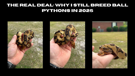 The Real Deal: Why I Still Breed Ball Pythons in 2025