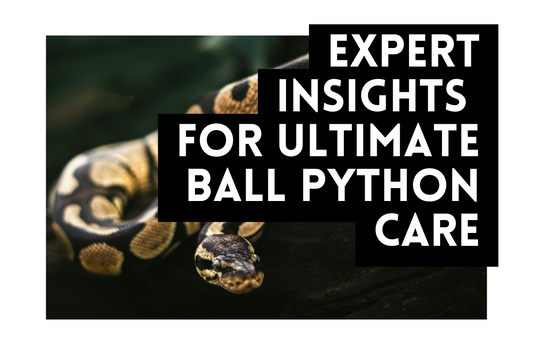 Expert Insights for Ultimate Ball Python Care