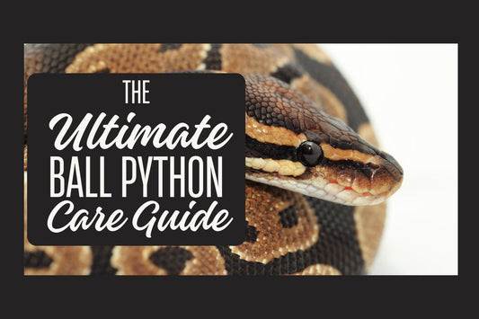 Ultimate Ball Python Care Guide: Setup, Feeding & Handling Tips for Beginners