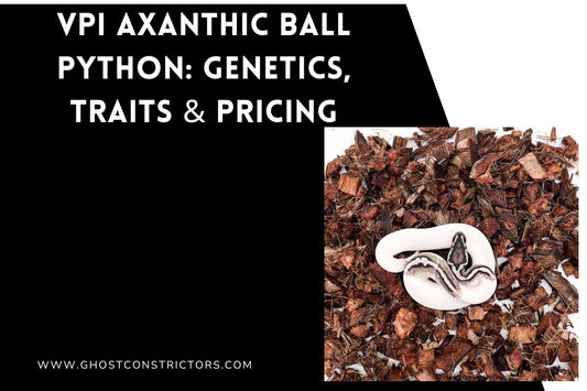 VPI Axanthic Ball Python: Genetics, Traits & Pricing