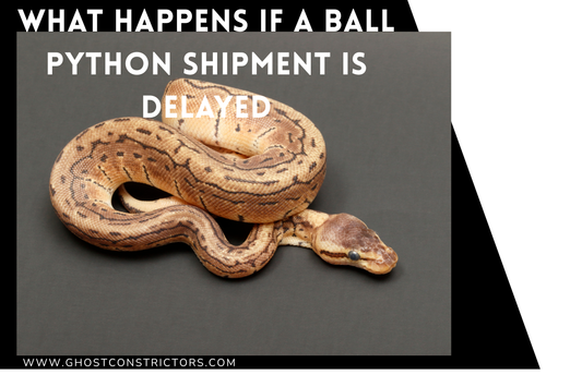 What Happens If a Ball Python Shipment Is Delayed