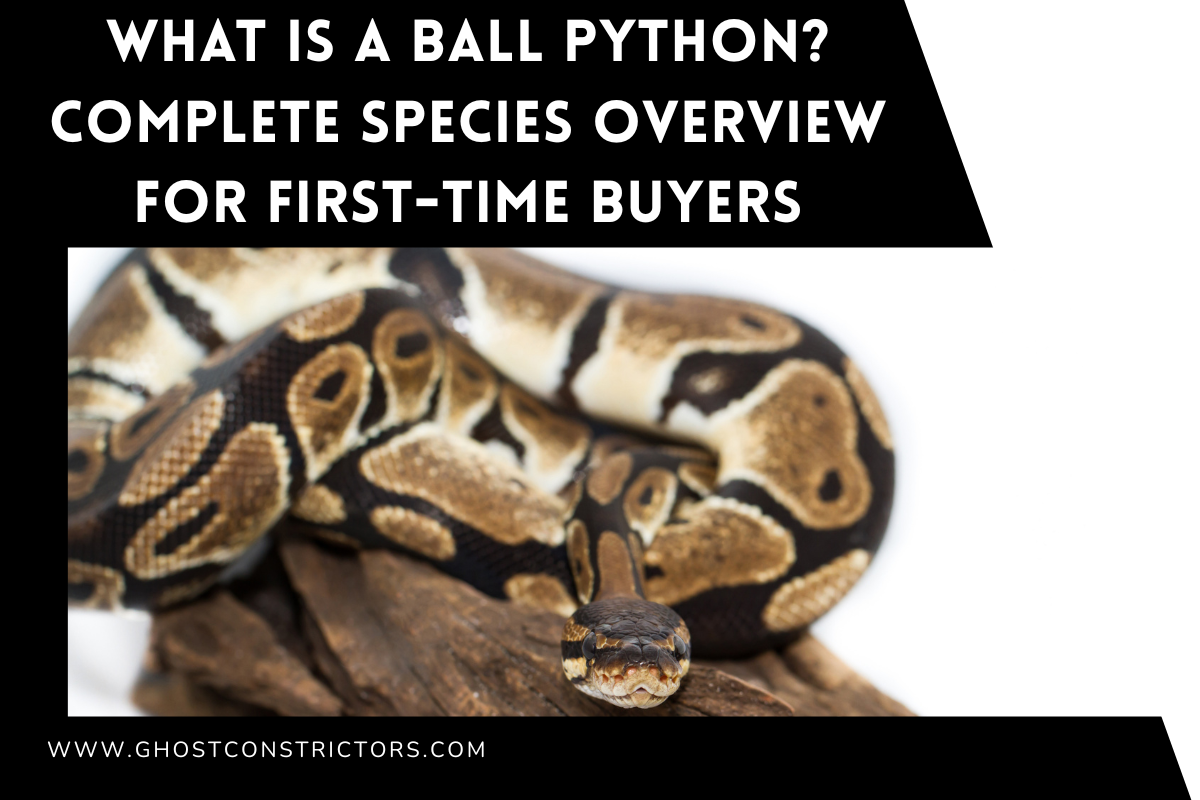 What Is a Ball Python? Complete Species Overview for First-Time Buyers