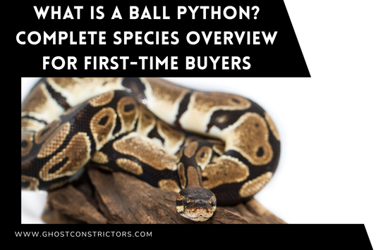 What Is a Ball Python? Complete Species Overview for First-Time Buyers