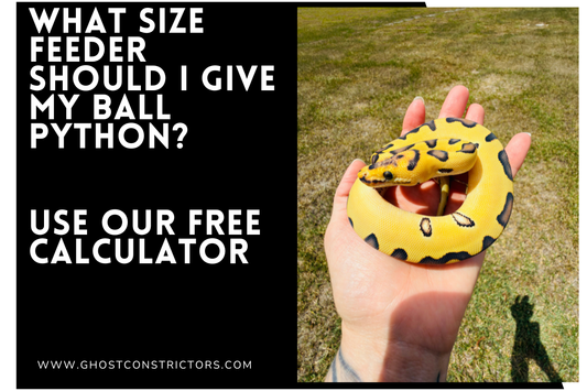 What Size Feeder Should I Give My Ball Python? (Use This Free Calculator)