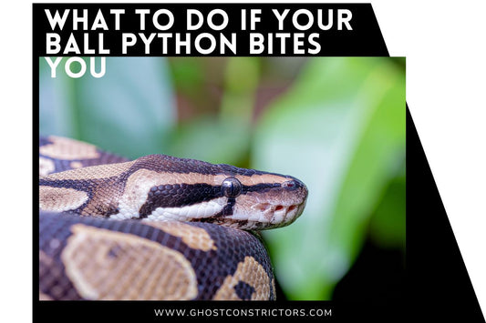 What to Do If Your Ball Python Bites You