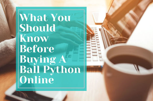 What to Know Before Buying a Ball Python Online