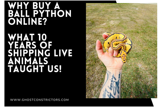 Why Buy a Ball Python Online? What 10 Years of Shipping Live Animals Taught Us