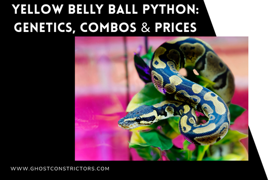 Yellow Belly Ball Python: Genetics, Combos & Prices