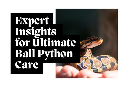 Expert Insights for Ultimate Ball Python Care