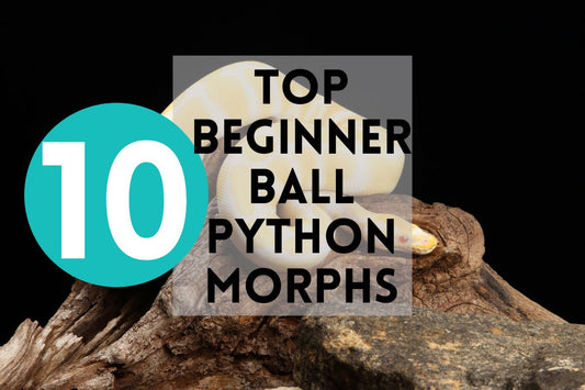 Top 10 Beginner Ball Python Morphs