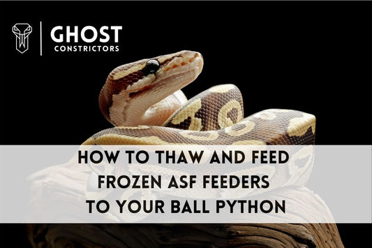 How to Thaw and Feed Frozen ASF Feeders to Your Ball Python