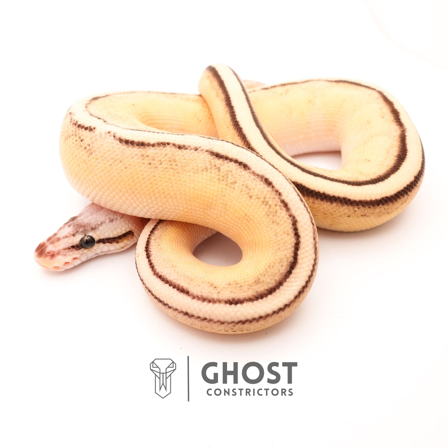 Genetic Stripe Ball Pythons for Sale