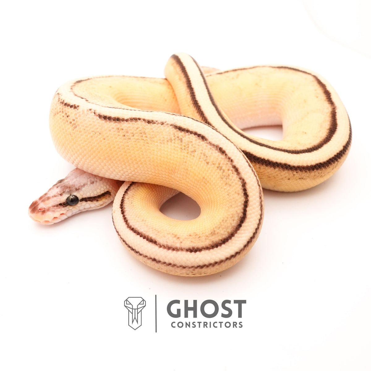 Genetic Stripe Ball Pythons for Sale