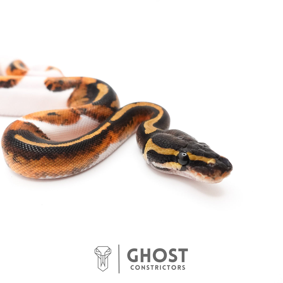 Piebald Ball Python — Female, 2026 hatch, captive-bred by Ghost Constrictors
