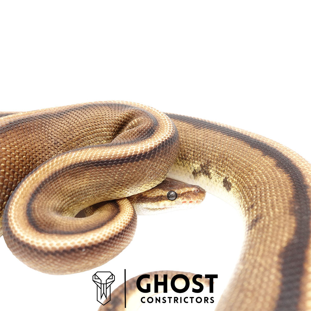 Ghost Holdback Release