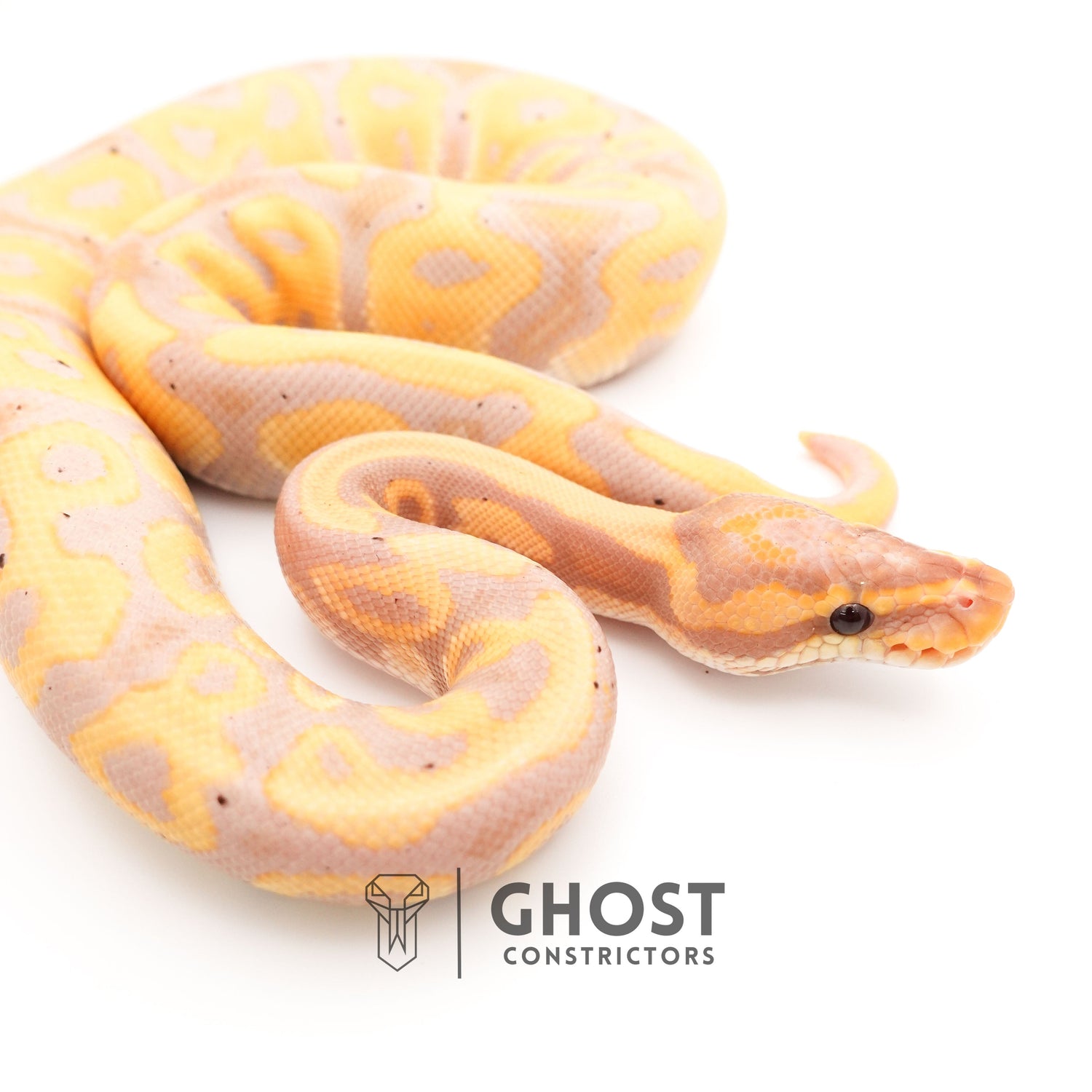 Het Clown Leopard Banana Ball Python for Sale — Male, 2024 hatch, captive-bred by Ghost Constrictors
