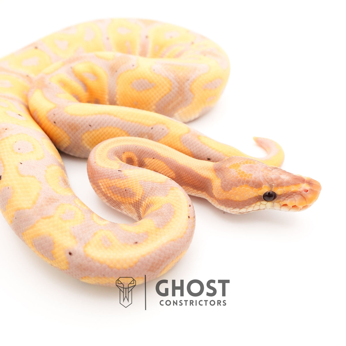 Het Clown Leopard Banana Ball Python for Sale — Male, 2024 hatch, captive-bred by Ghost Constrictors