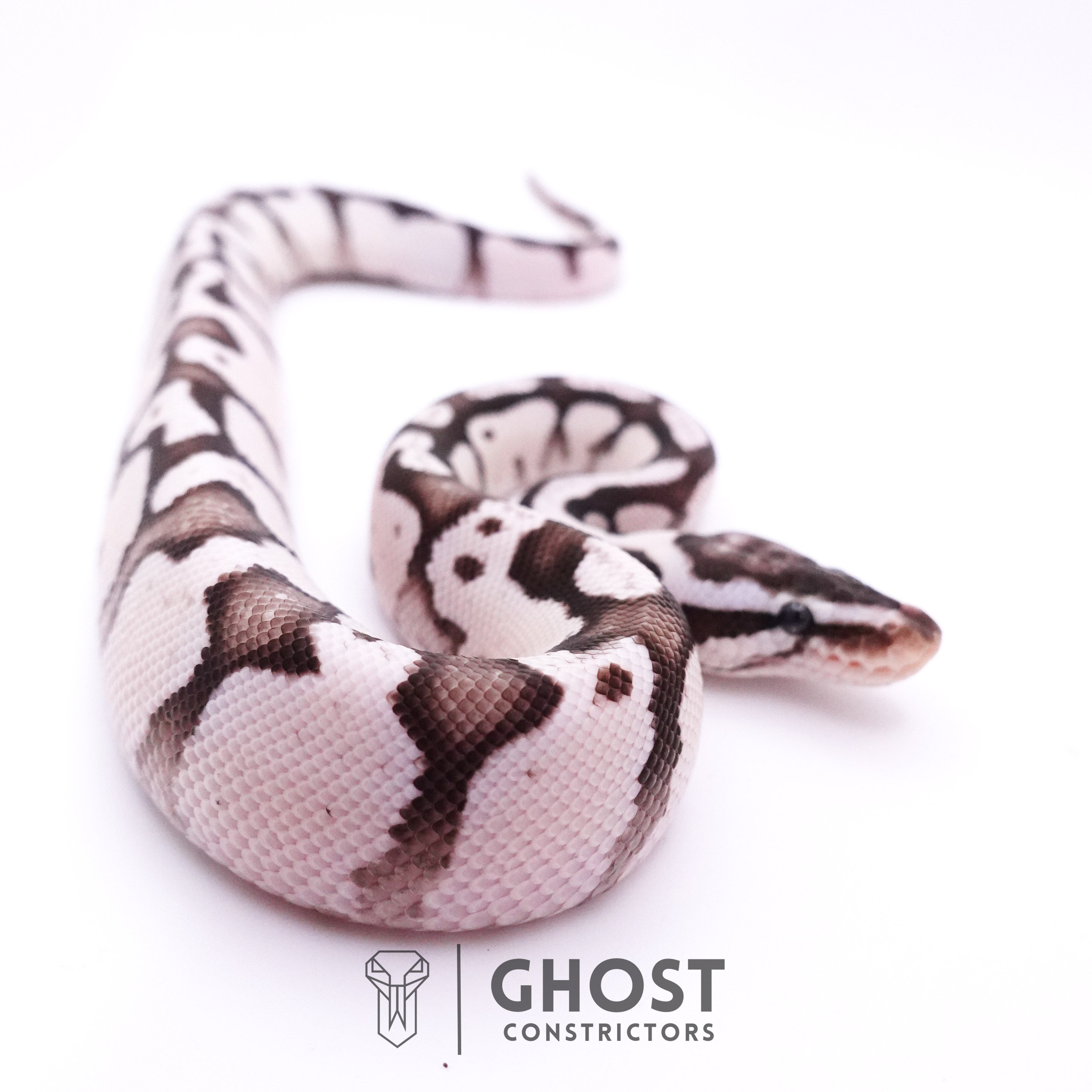 Vpi Axanthic Ball Python Drawing VPI Axanthic Ball Pythons for Sale | Rare Silver & Black Morphs – Ghost ...