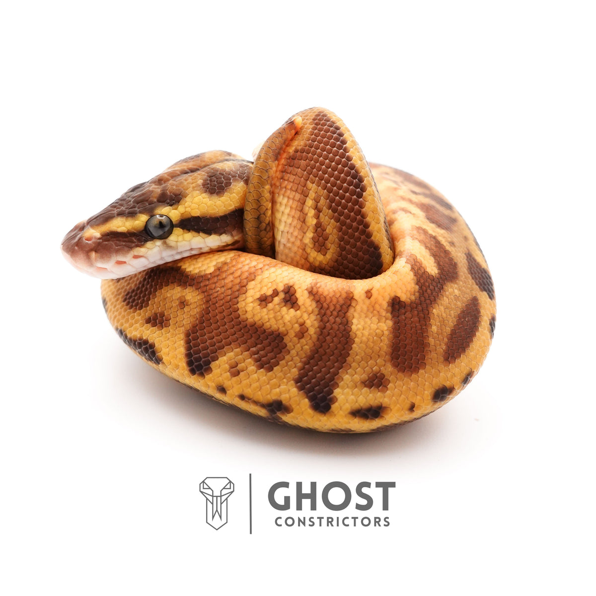 Enchi Pastel Leopard Sunset Het Piebald Ball Python — Male, 2025 hatch, captive-bred by Ghost Constrictors