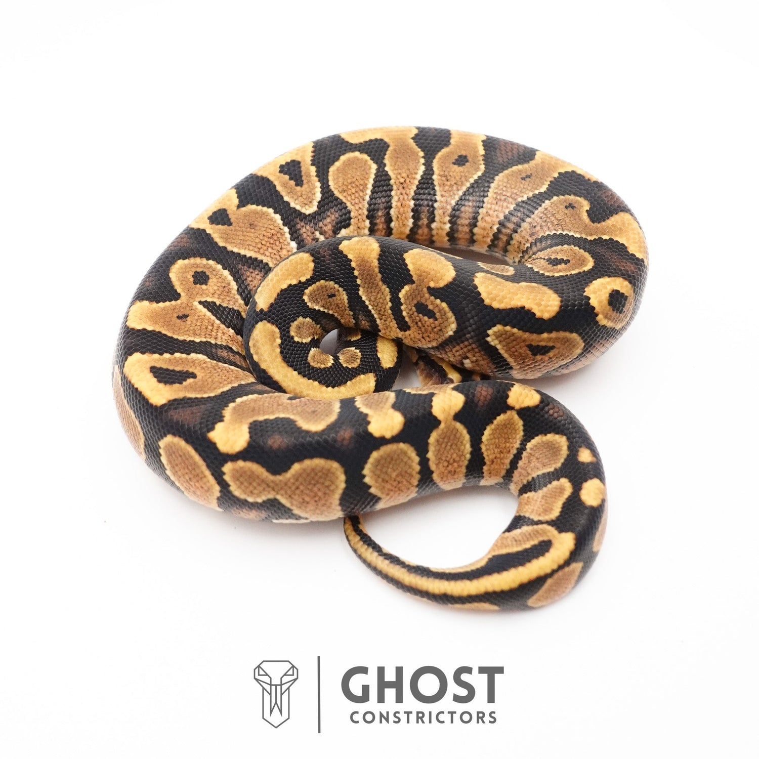 99-ball-pythons