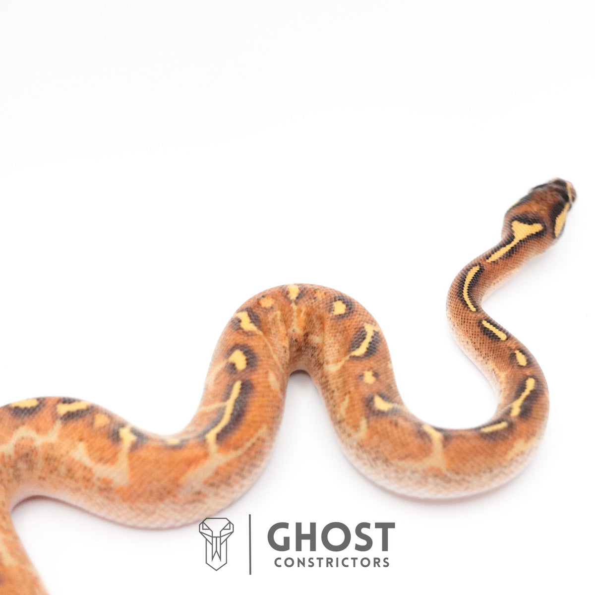 Enchi Asphalt Yellow Belly Ball Python — Male, 2026 hatch, captive-bred by Ghost Constrictors