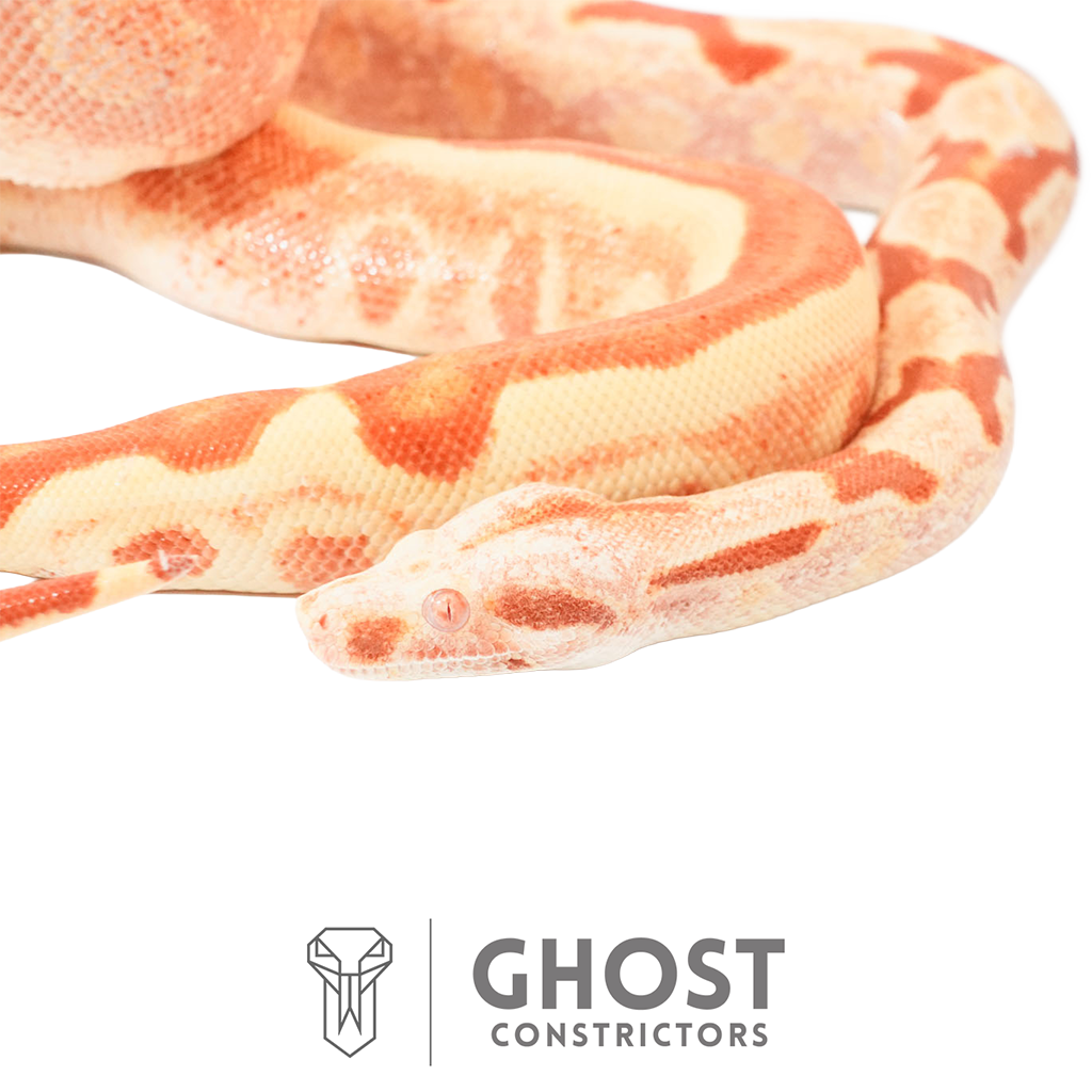 Boa Constrictors for Sale
